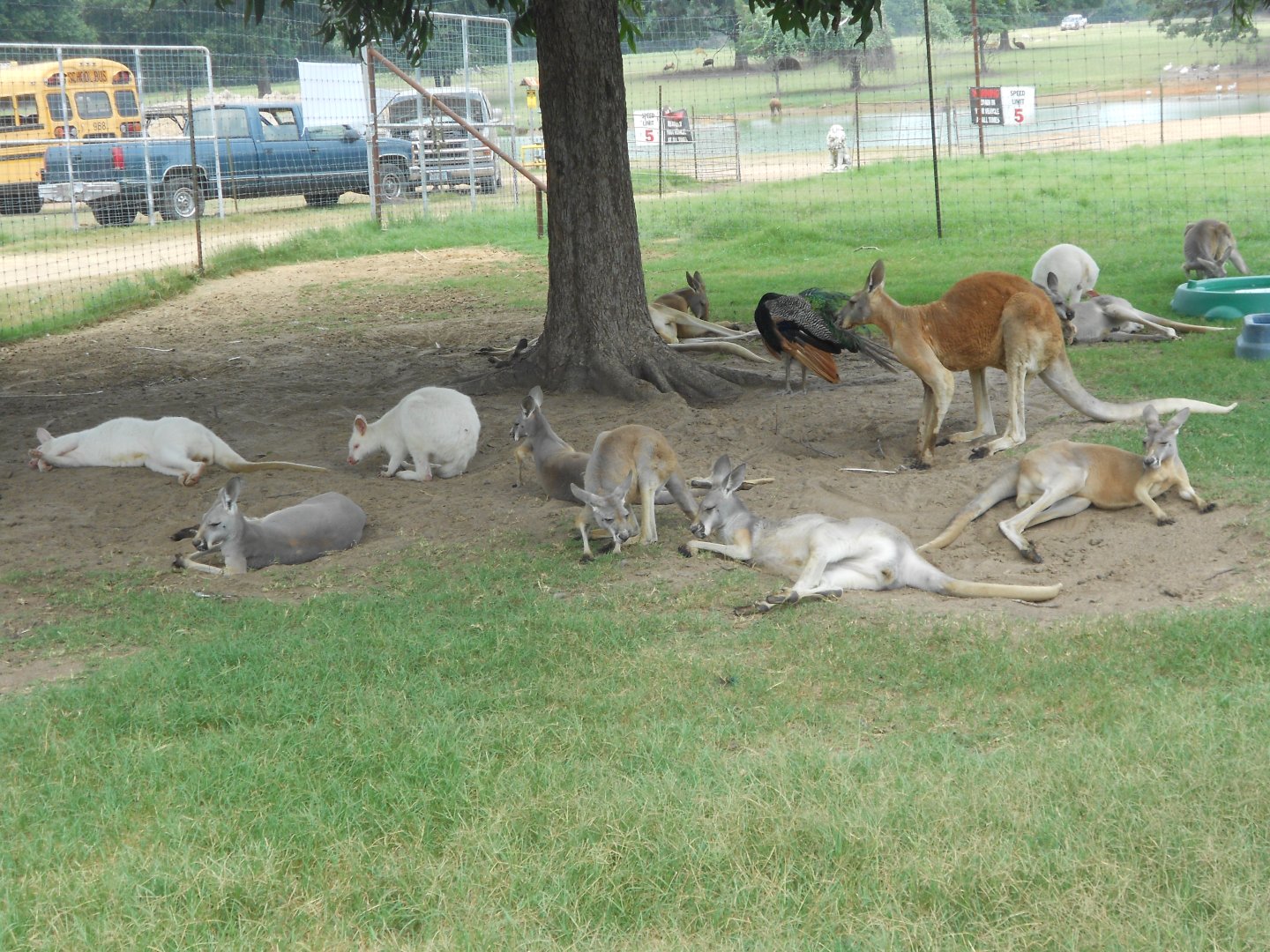 Red kangaroos and white wallabies