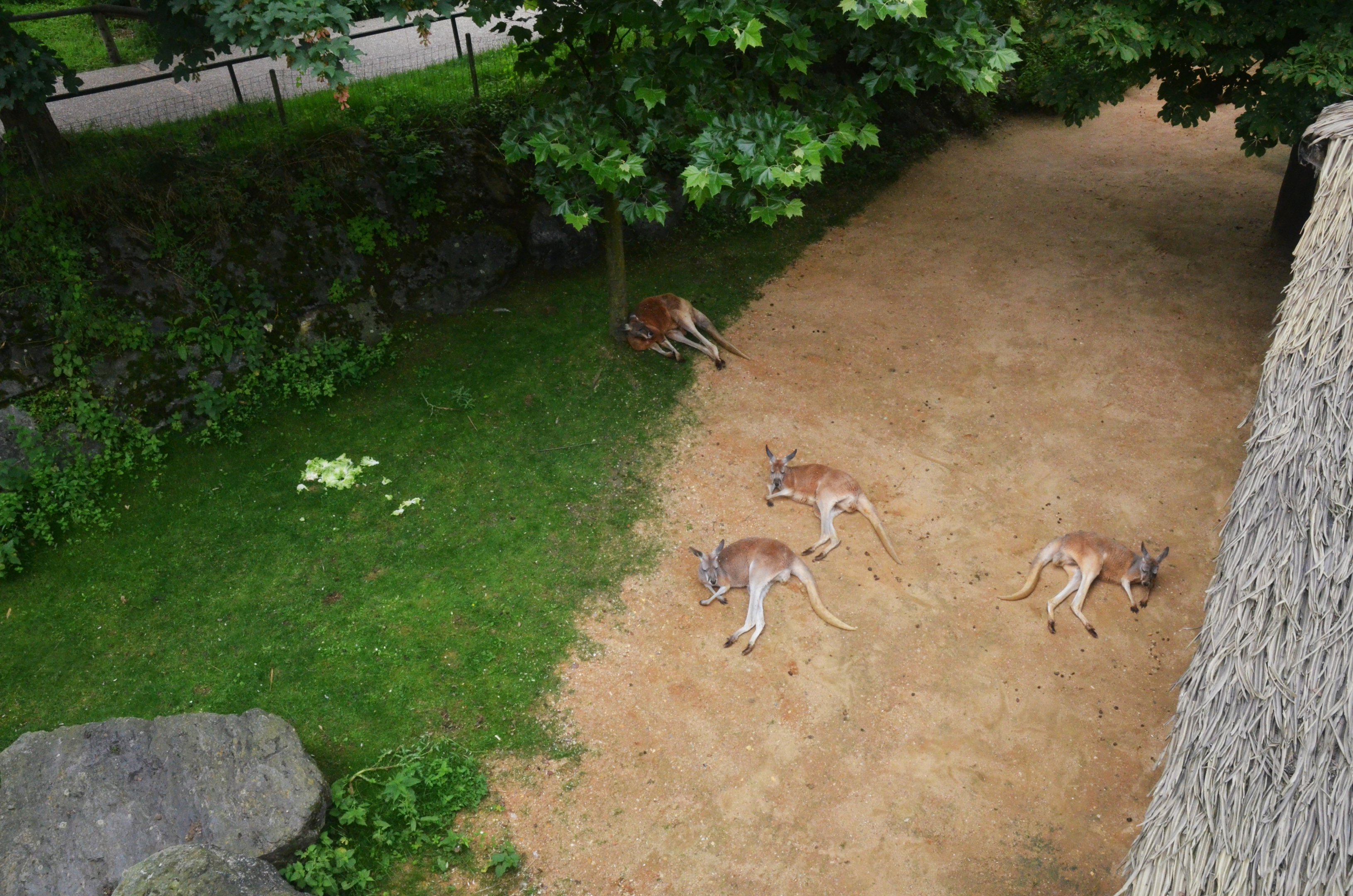 Red Kangaroos at Beauval, 12/06/18