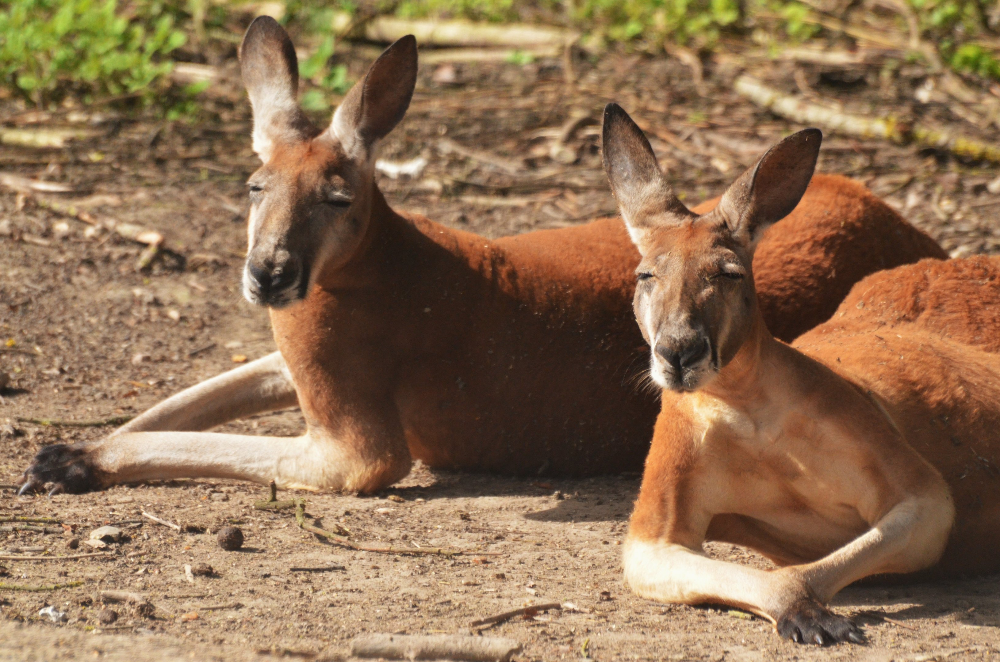 Red Kangaroos at Biotropica, 16/06/18