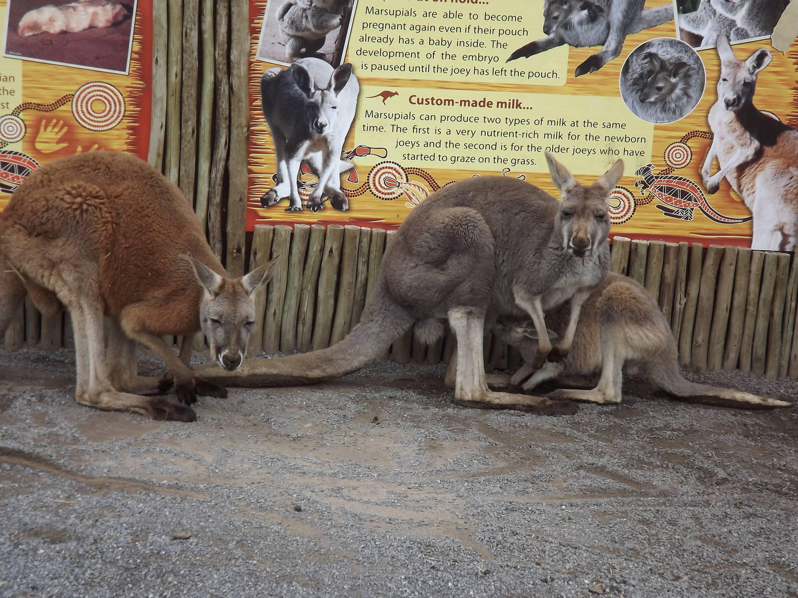 Red Kangaroos at Blackpool Zoo 11/03/12