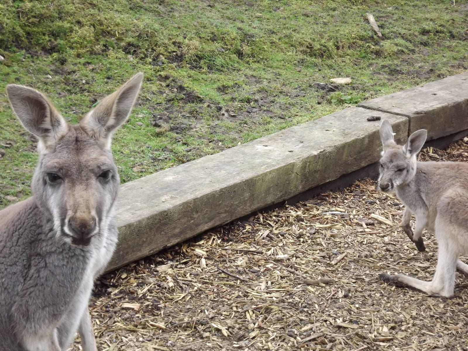 Red Kangaroos at Blackpool Zoo 11/03/12