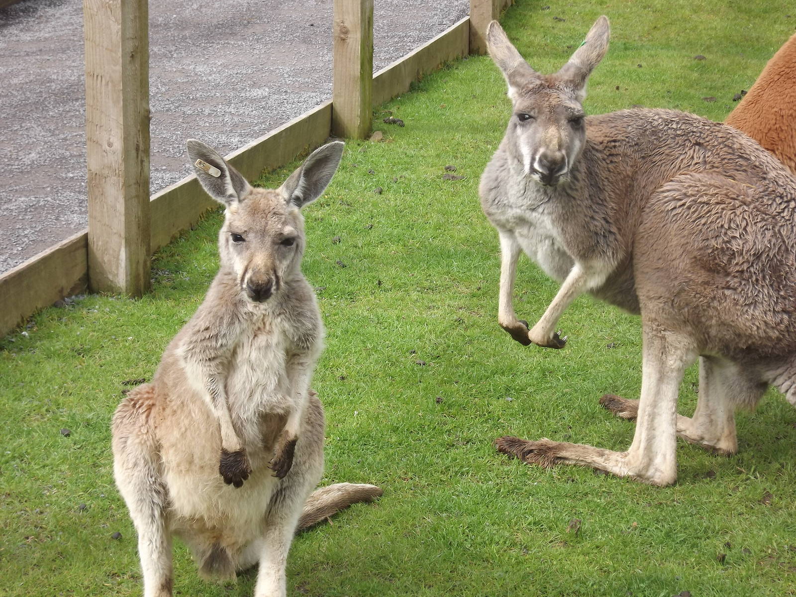 Red Kangaroos at Blackpool Zoo 19/05/12