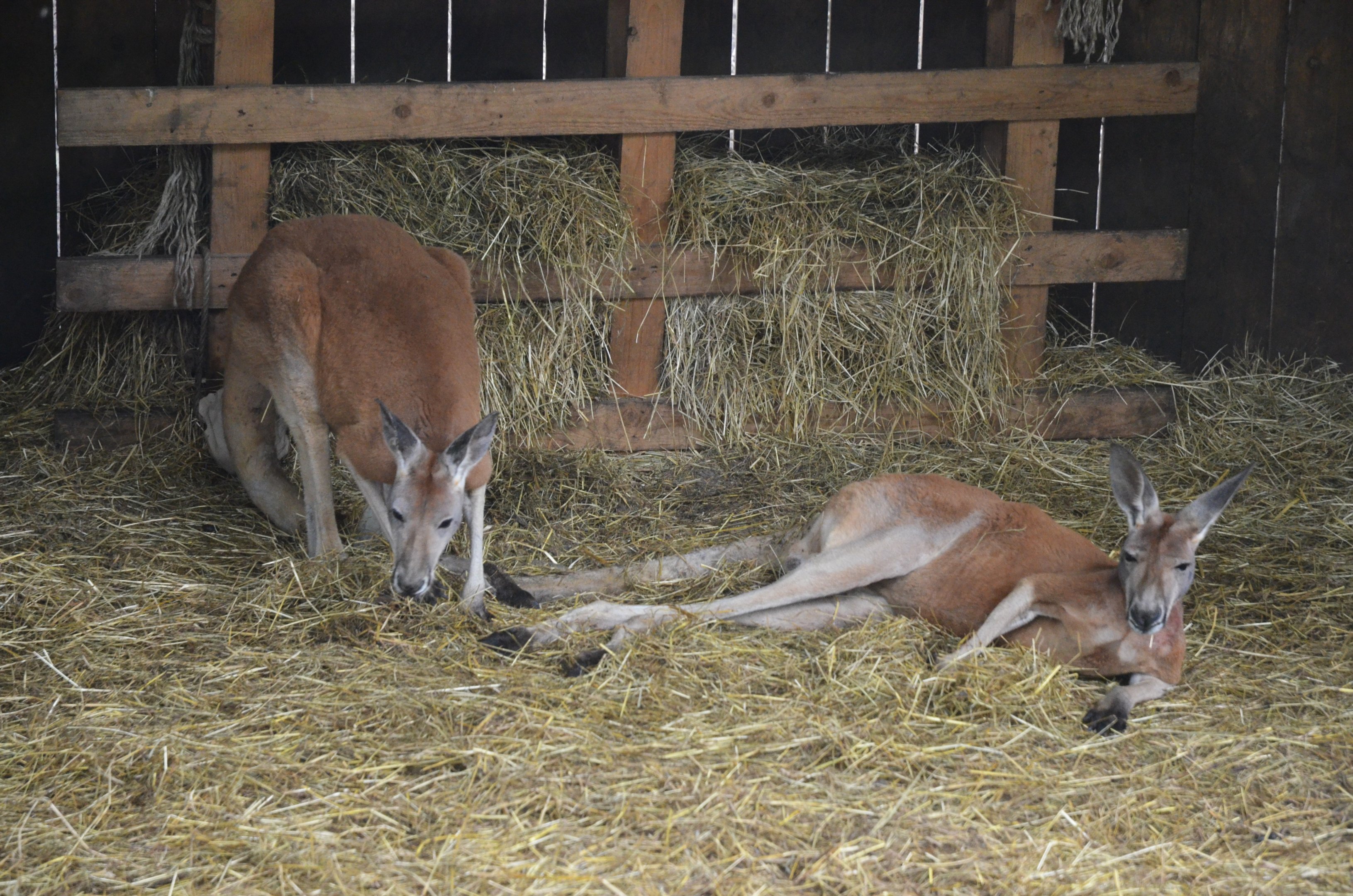 Red Kangaroos at Spaycific'Zoo, 13/06/18