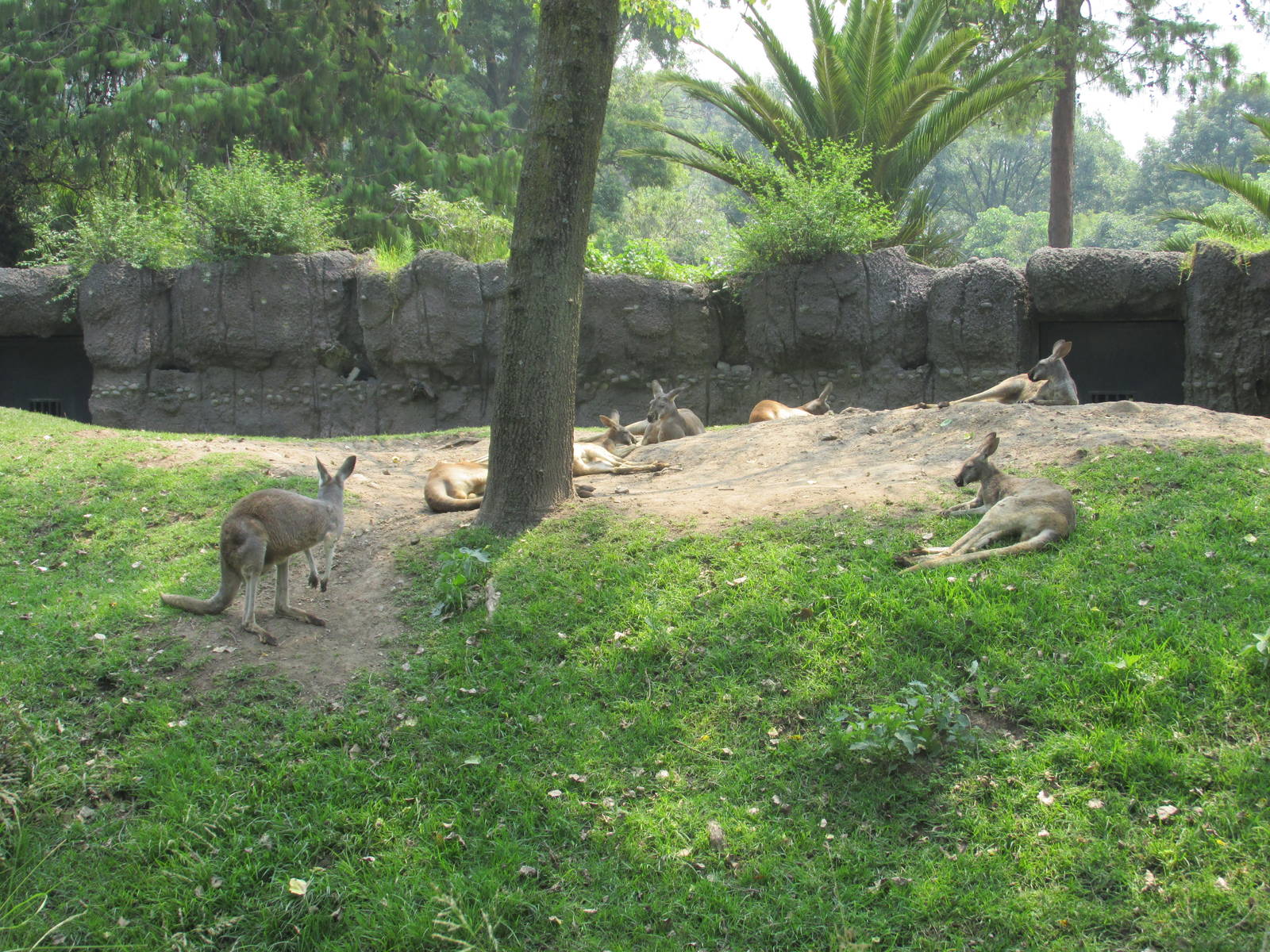 Red Kangaroos Chapultepec Zoo