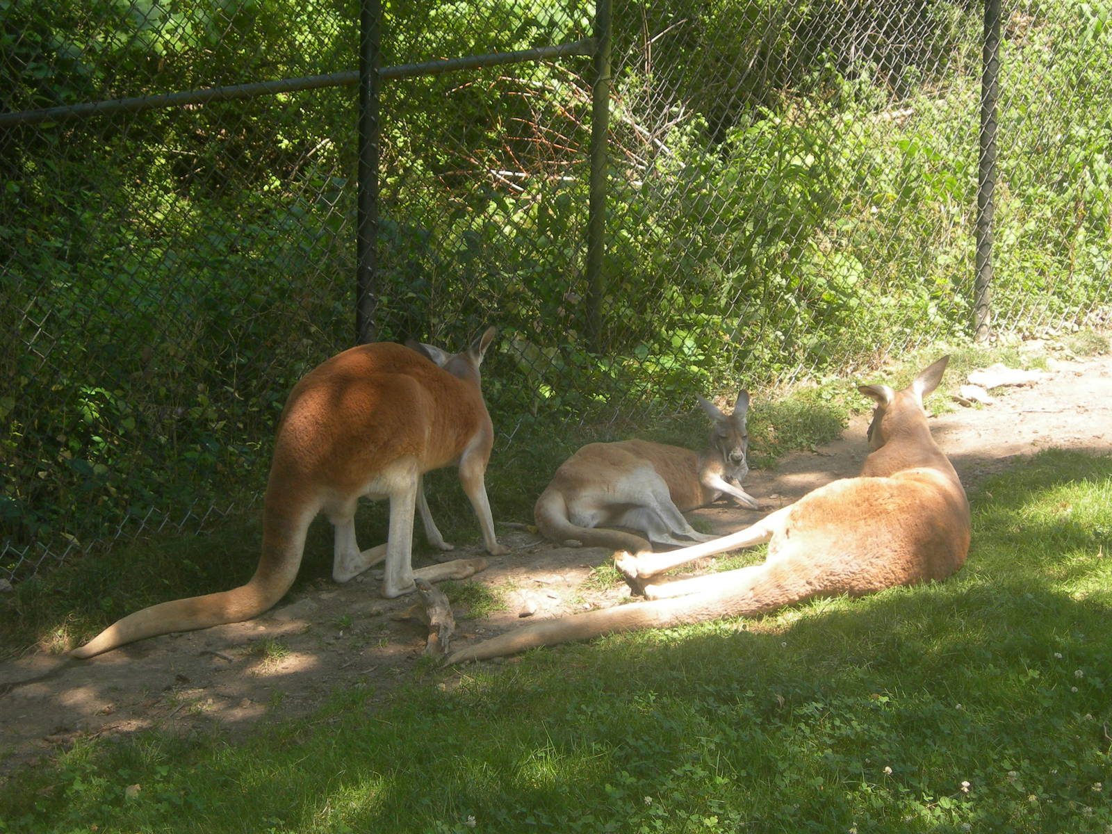 Red Kangaroos chilling in shade trying to keep cool