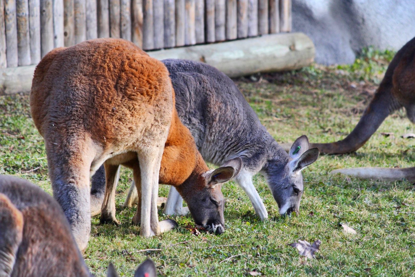 Red Kangaroos, Detroit Zoo