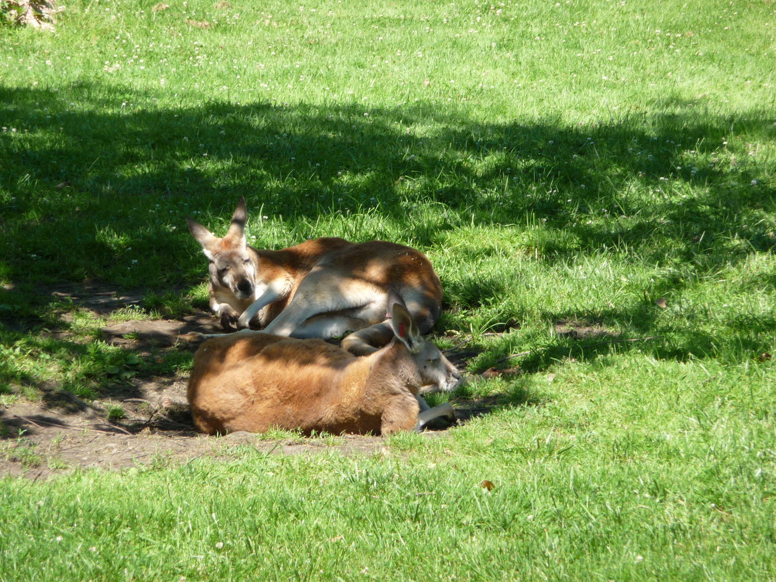 Red Kangaroos - Detroit Zoo