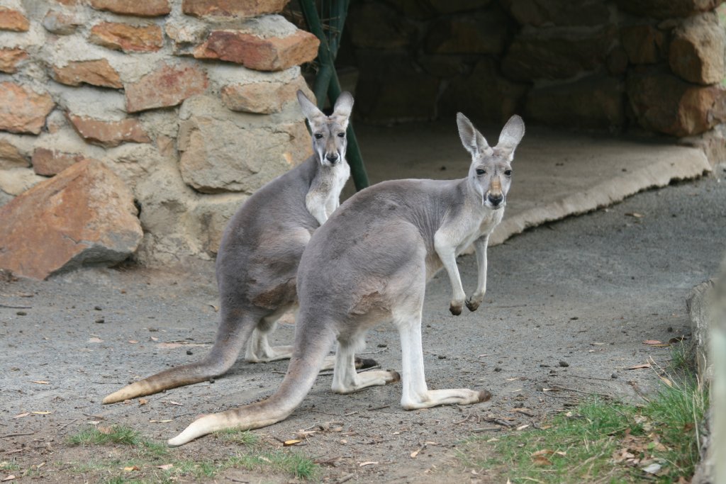 Red Kangaroos, females
