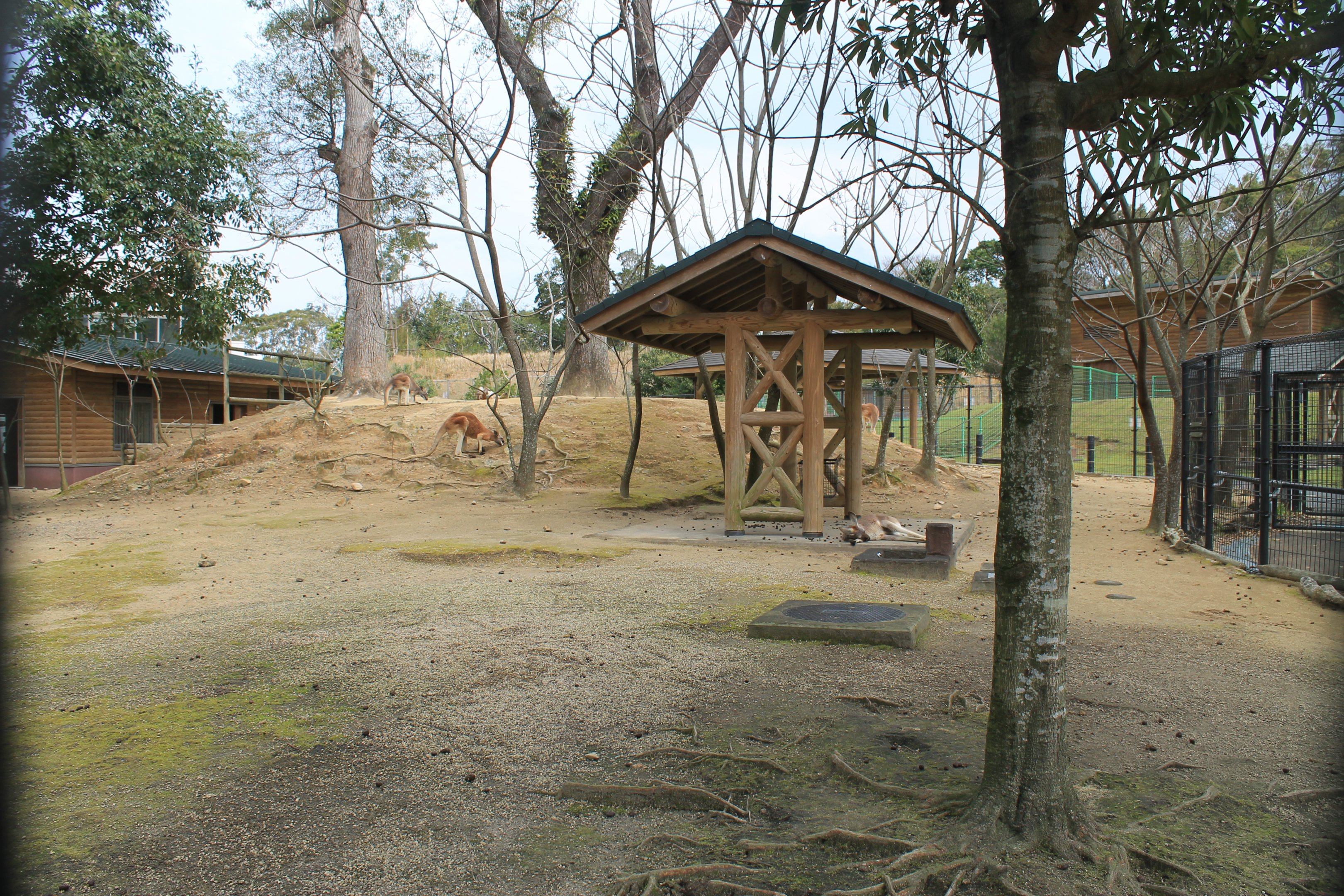 Red Kangaroos - Hirakawa Zoo (Kagoshima)