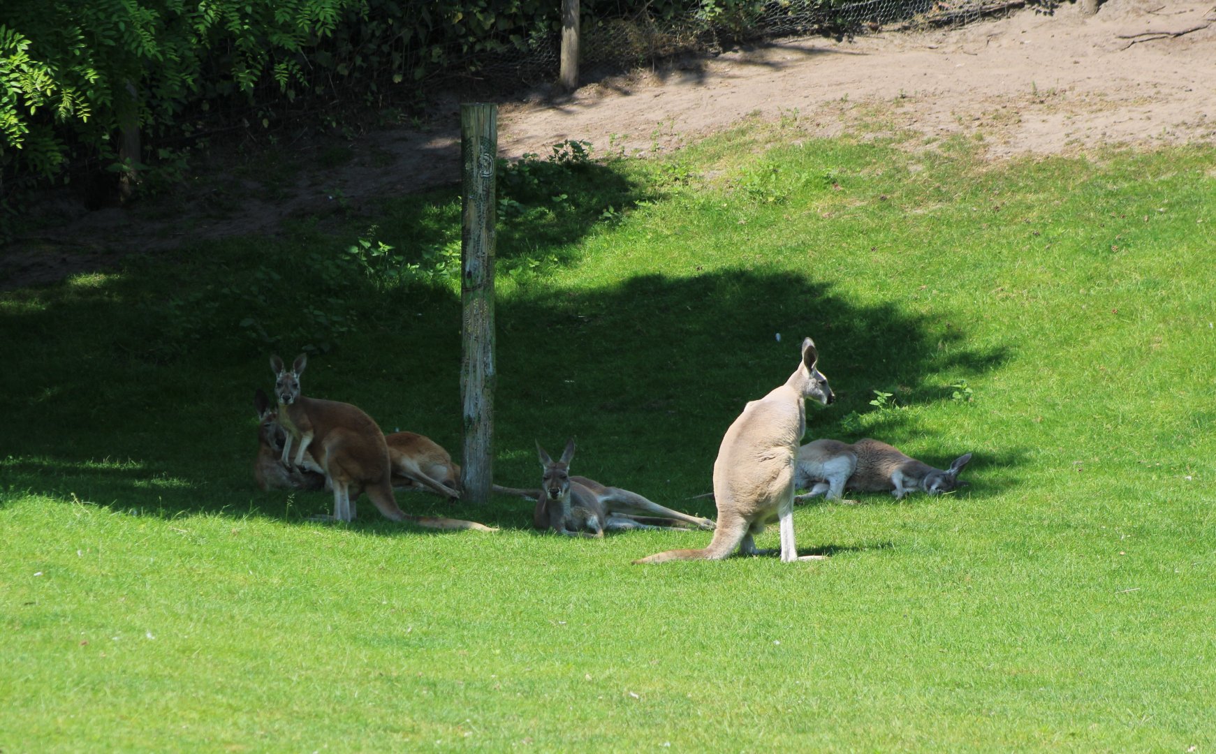 Red kangaroos in the walk-through part of the Outback