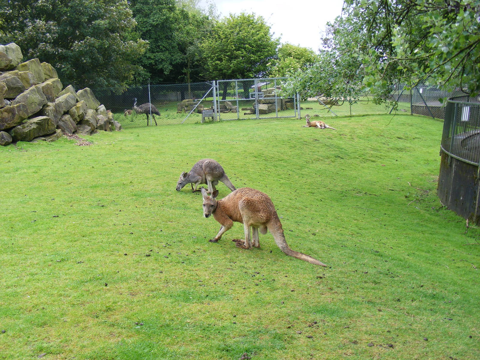 Red kangaroos in walkthrough at Blackpool Zoo, 13 June 2011