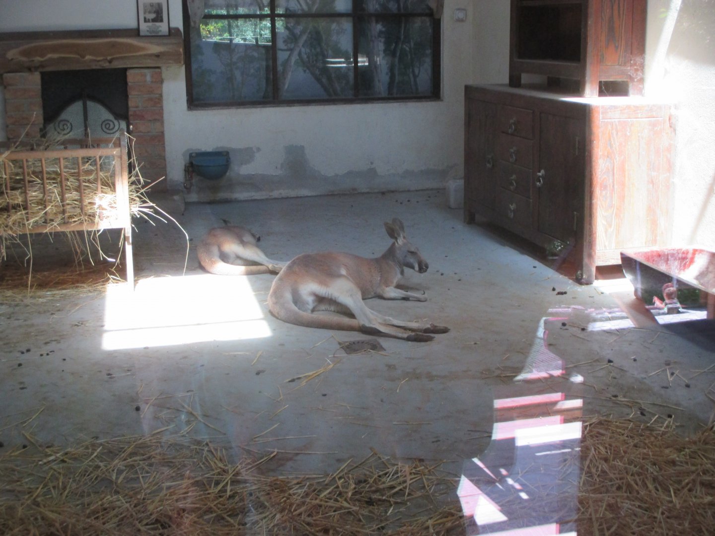 Red kangaroos indoor