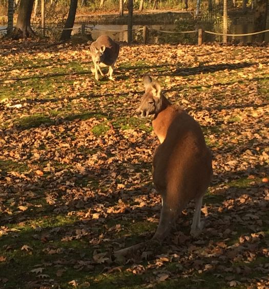 Red Kangaroos (Macropus rufus) 17-11-2018