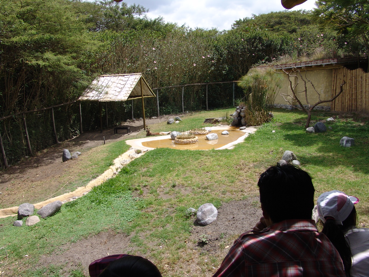 Red Kangaroo's (Macropus rufus) enclosure