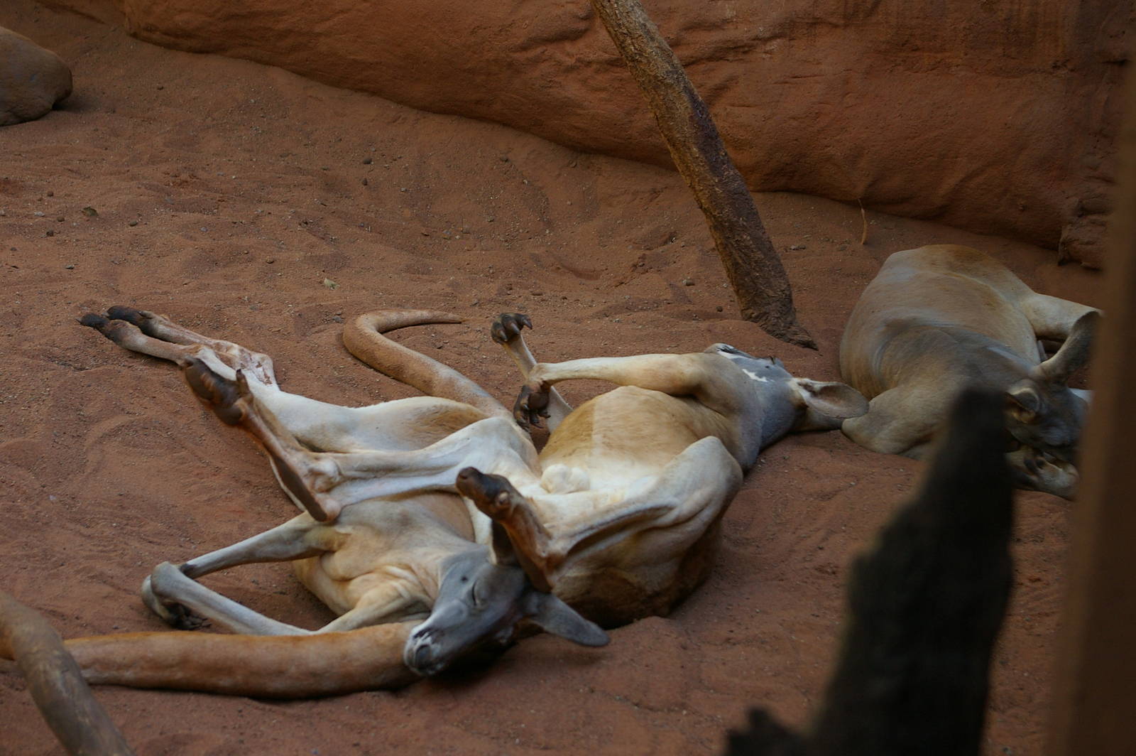 red kangaroos (Macropus rufus)