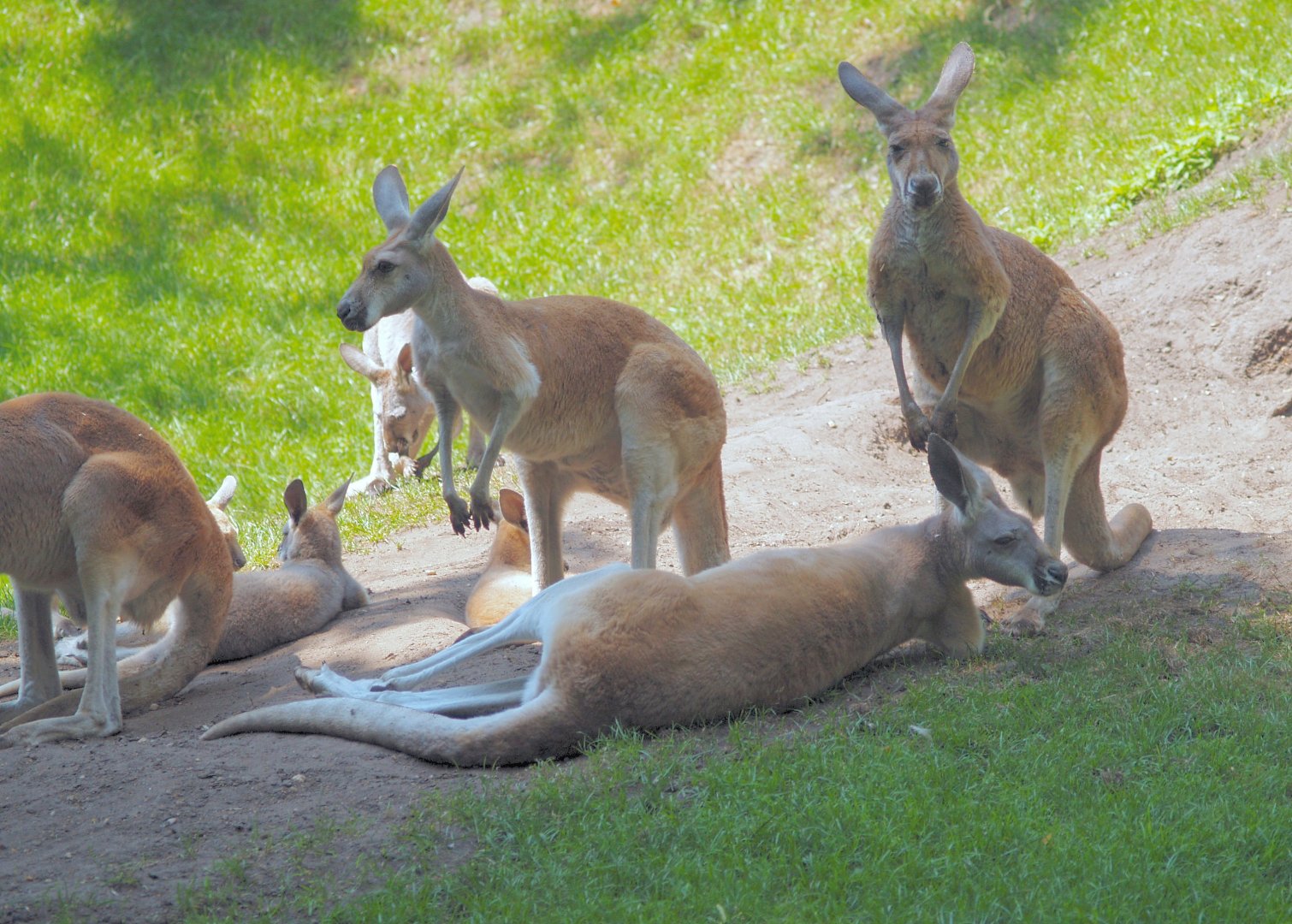 Red kangaroos (Osphranter rufus), 2006-07-08