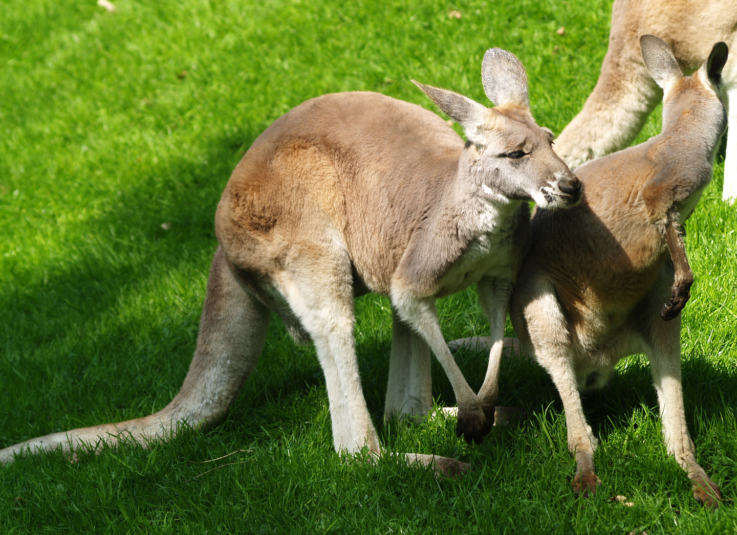 Red kangaroos (Osphranter rufus), 2009-04-19