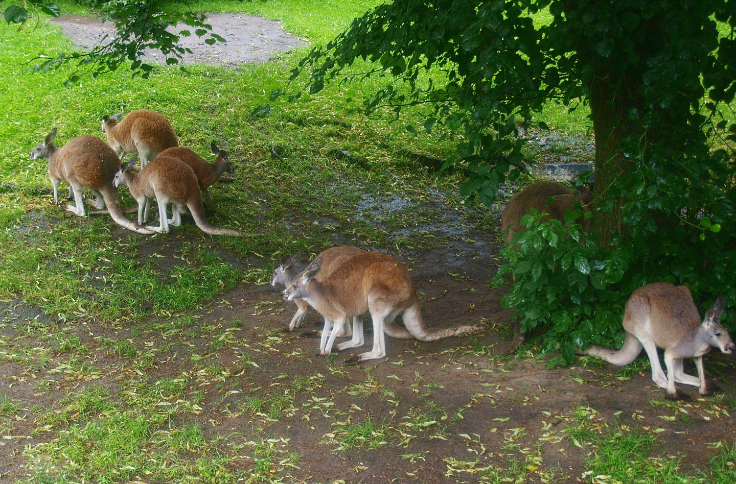 Red kangaroos (Osphranter rufus), 2015-07-19