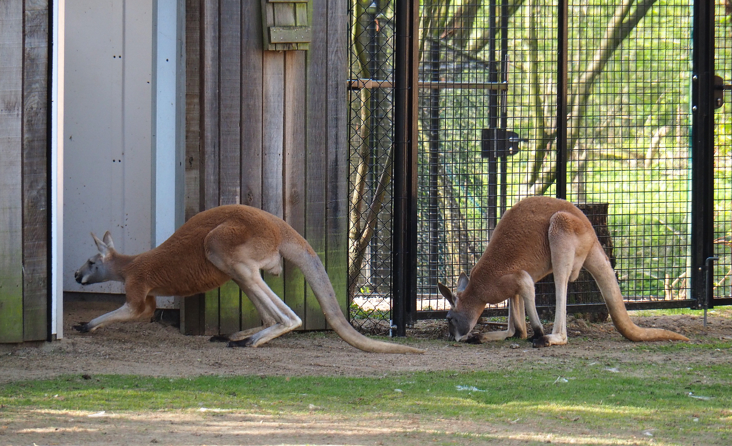Red kangaroos (Osphranter rufus), 2022-04-12