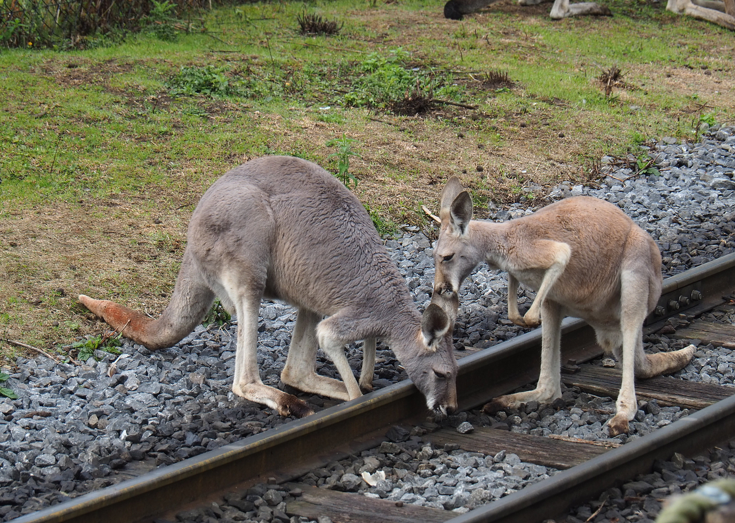 Red kangaroos (Osphranter rufus), 2022-09-15