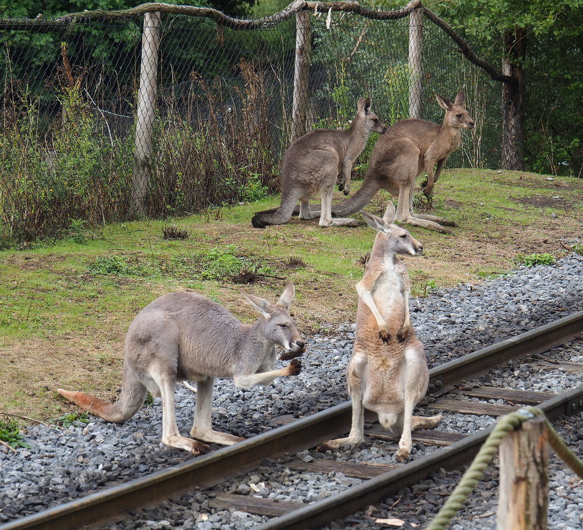 Red kangaroos (Osphranter rufus) and Eastern grey kangaroos (Macropus giganteus), 2022-09-15