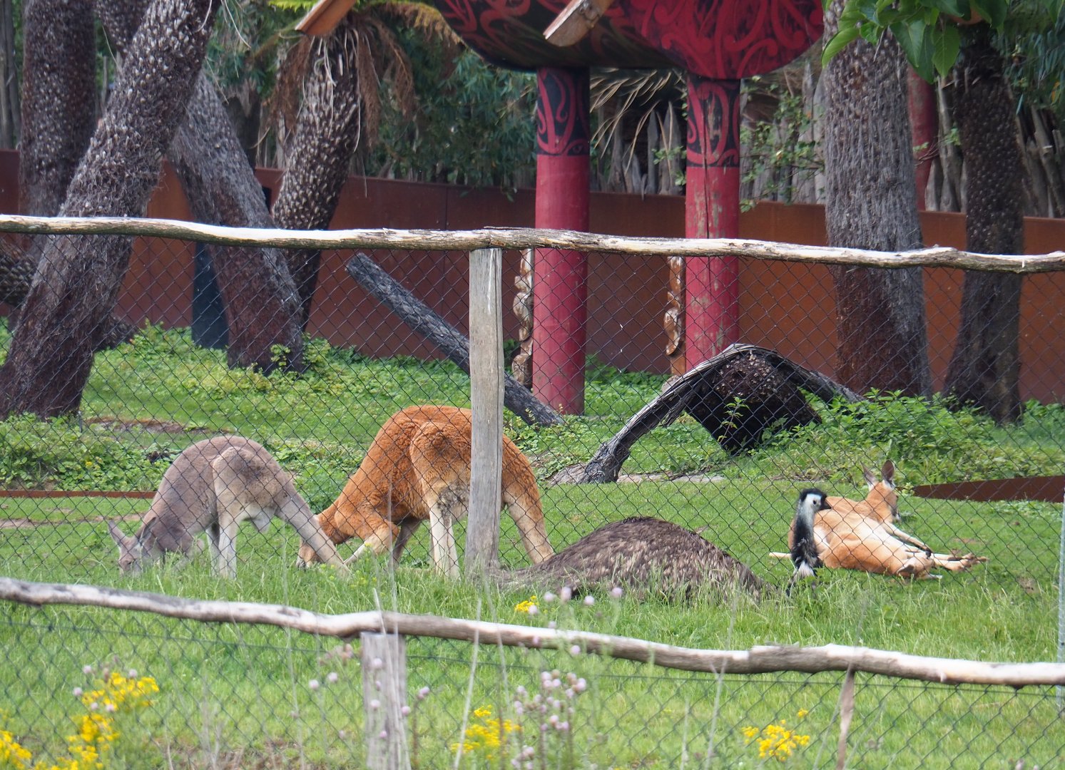 Red kangaroos (Osphranter rufus) and Emu (Dromaius novaehollandiae), 2022-06-28