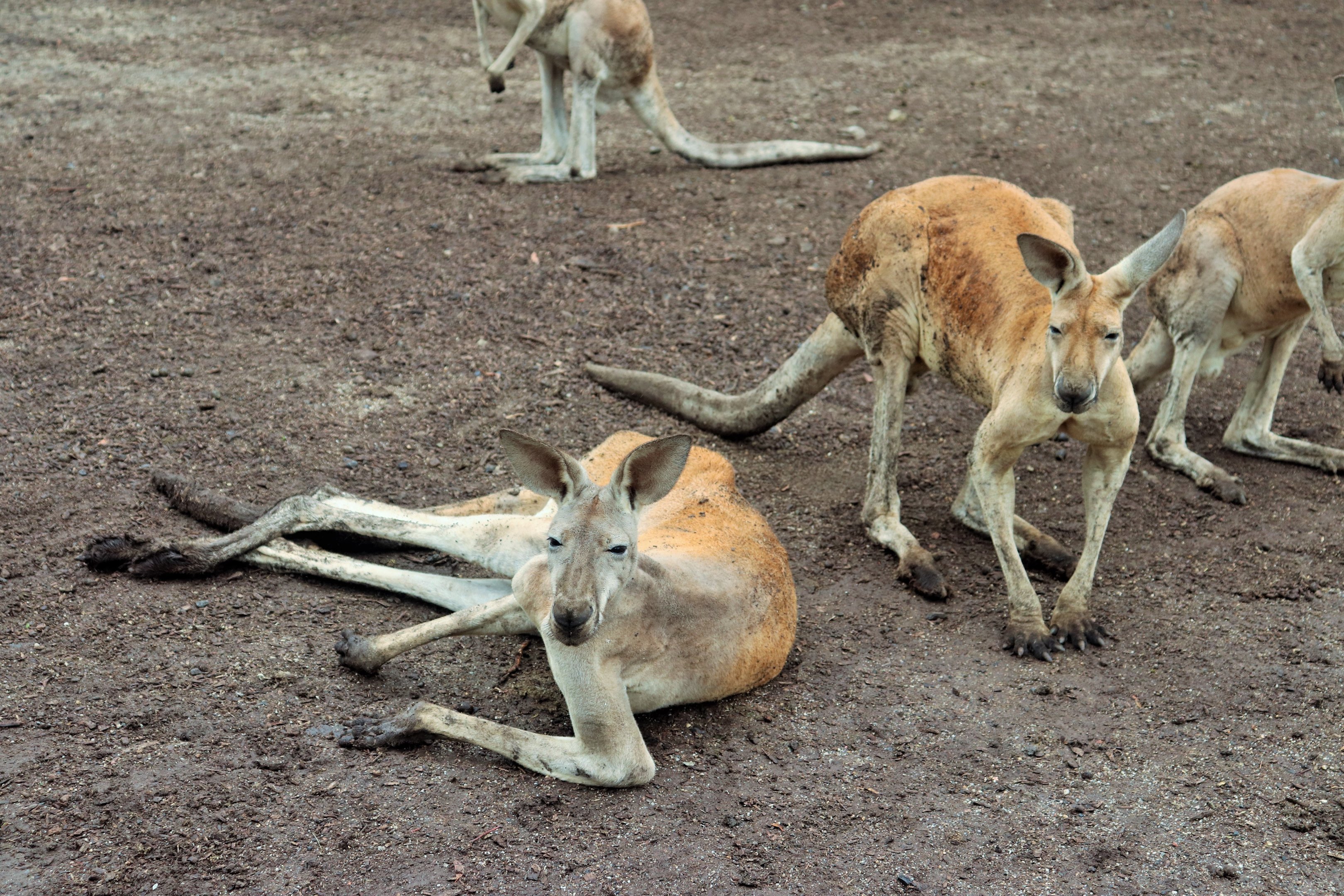 Red Kangaroos (Osphranter rufus)