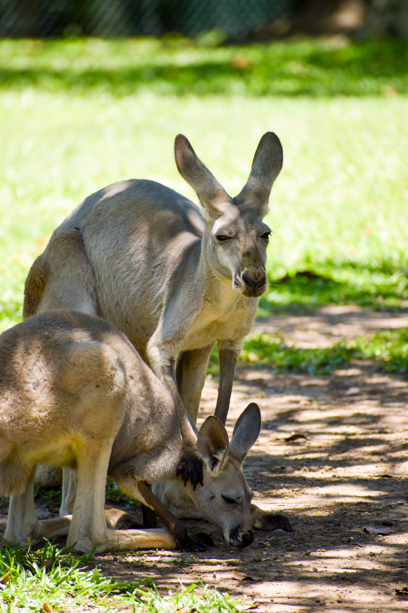Red Kangaroos (Osphranter rufus)