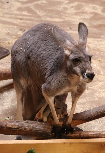 Red kangaroos (Osphranter rufus)