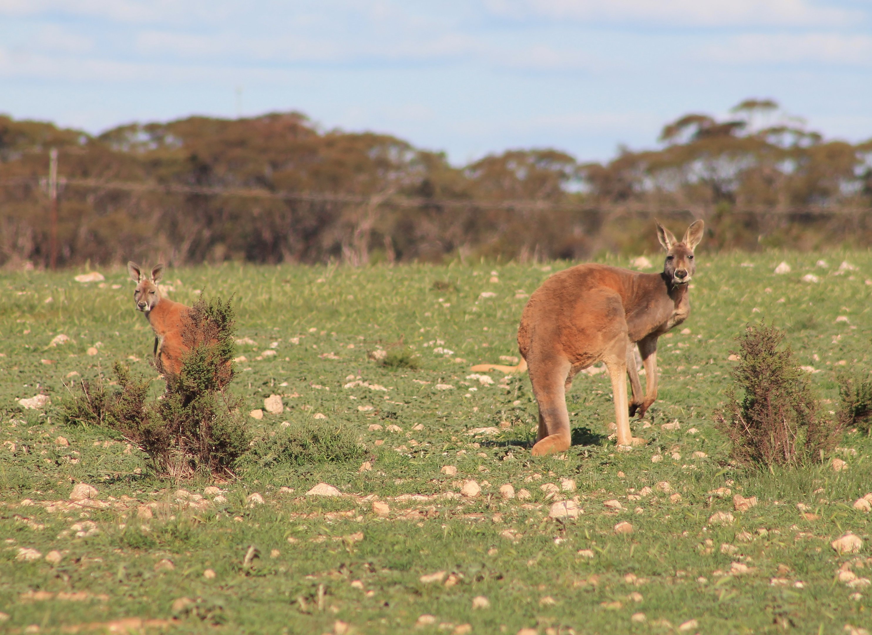 Red Kangaroos (Osphranter rufus)