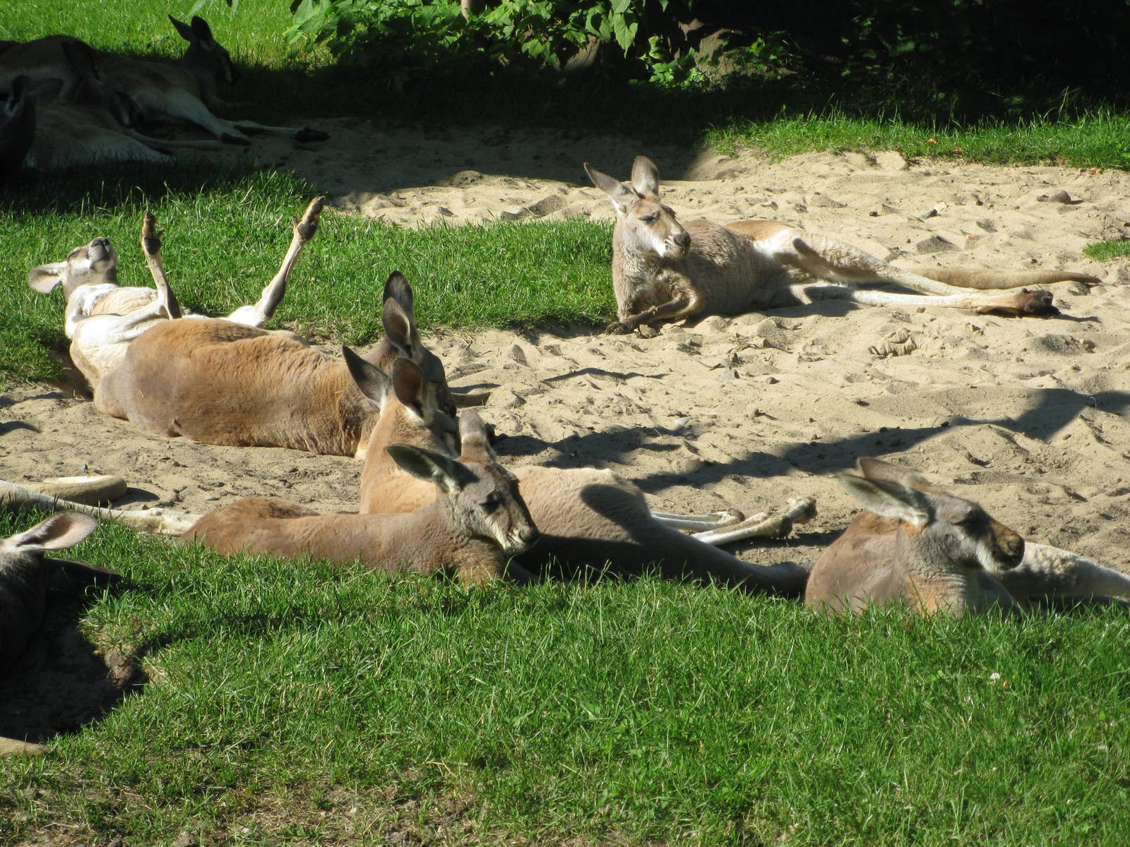 Red kangaroos siesta