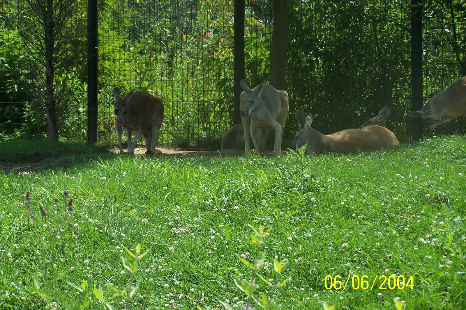 Red Kangaroos ~ Voyage to Australia and the Islands