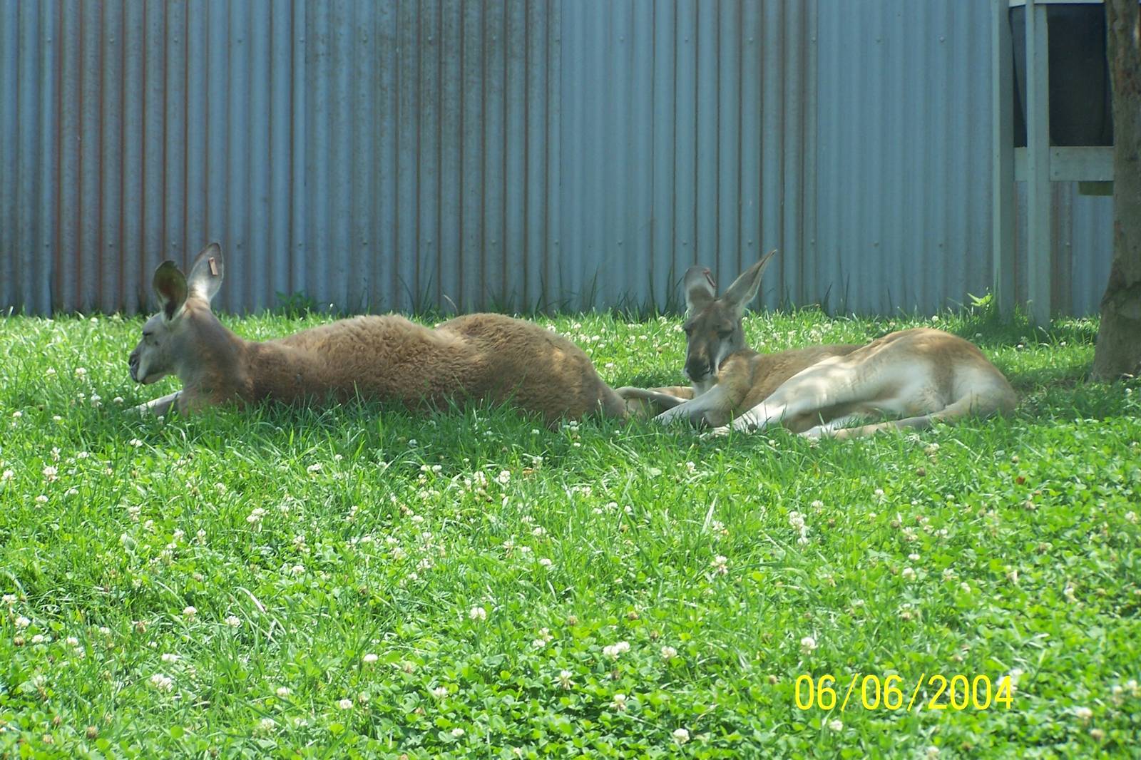 Red Kangaroos ~ Voyage to Australia and the Islands