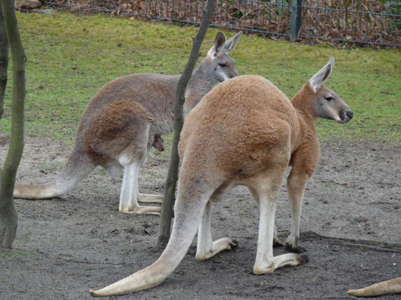 Red Kangaroos with offspring