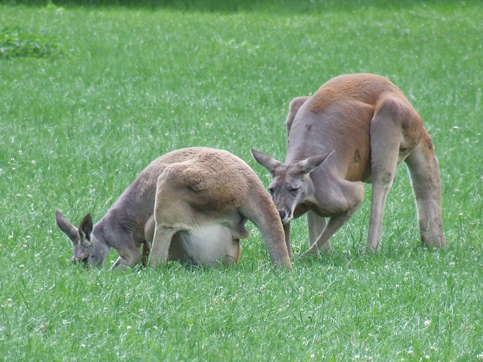 Red kangaroos @ Zoo Bratislava