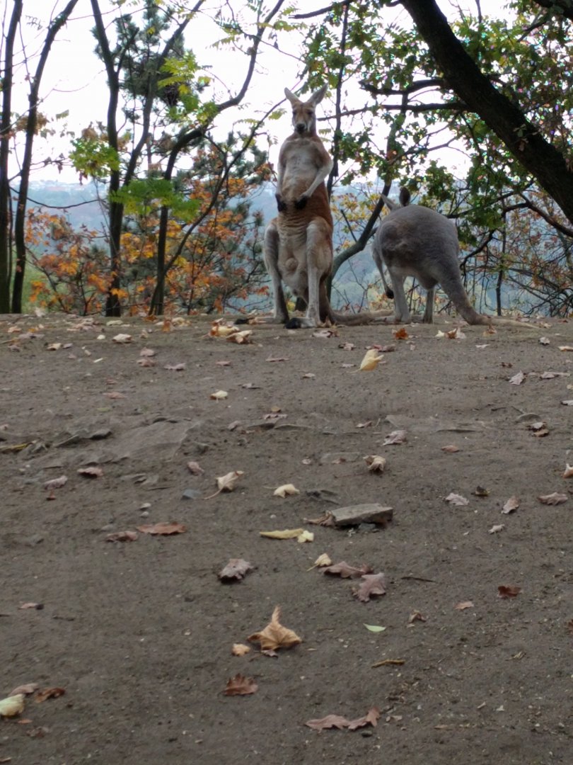 Red Kangaroos Zoo Praha 2018