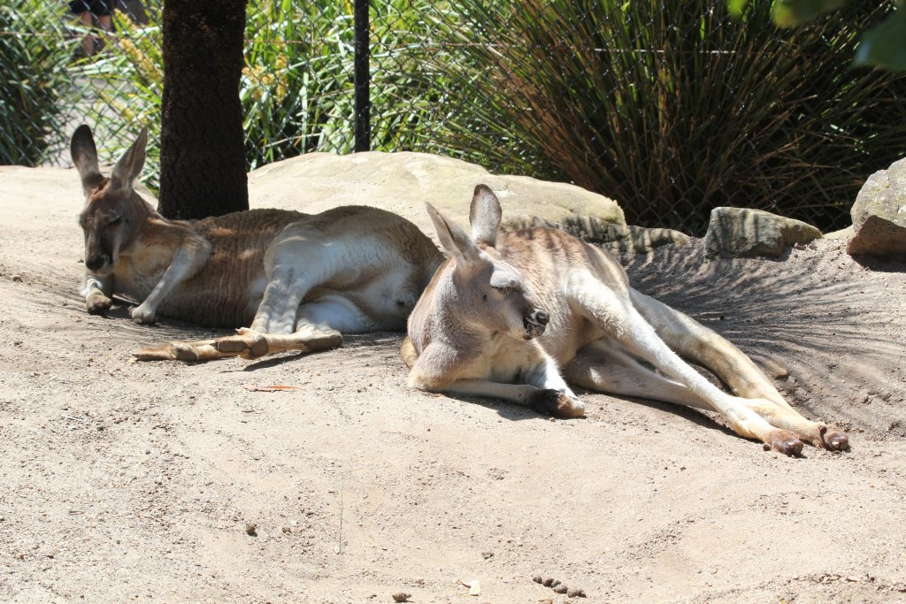 Red Kangaroos