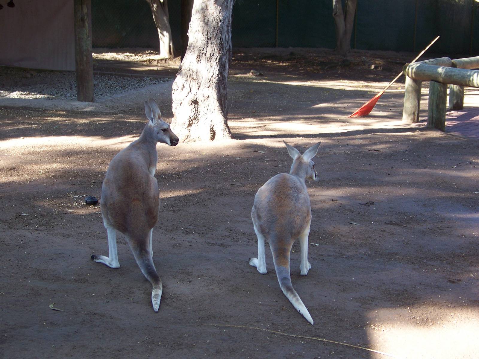 Red Kangaroos