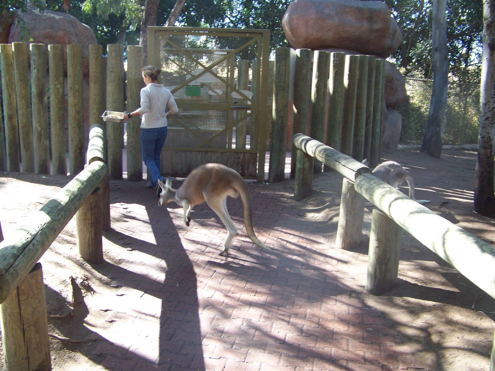 Red Kangaroos