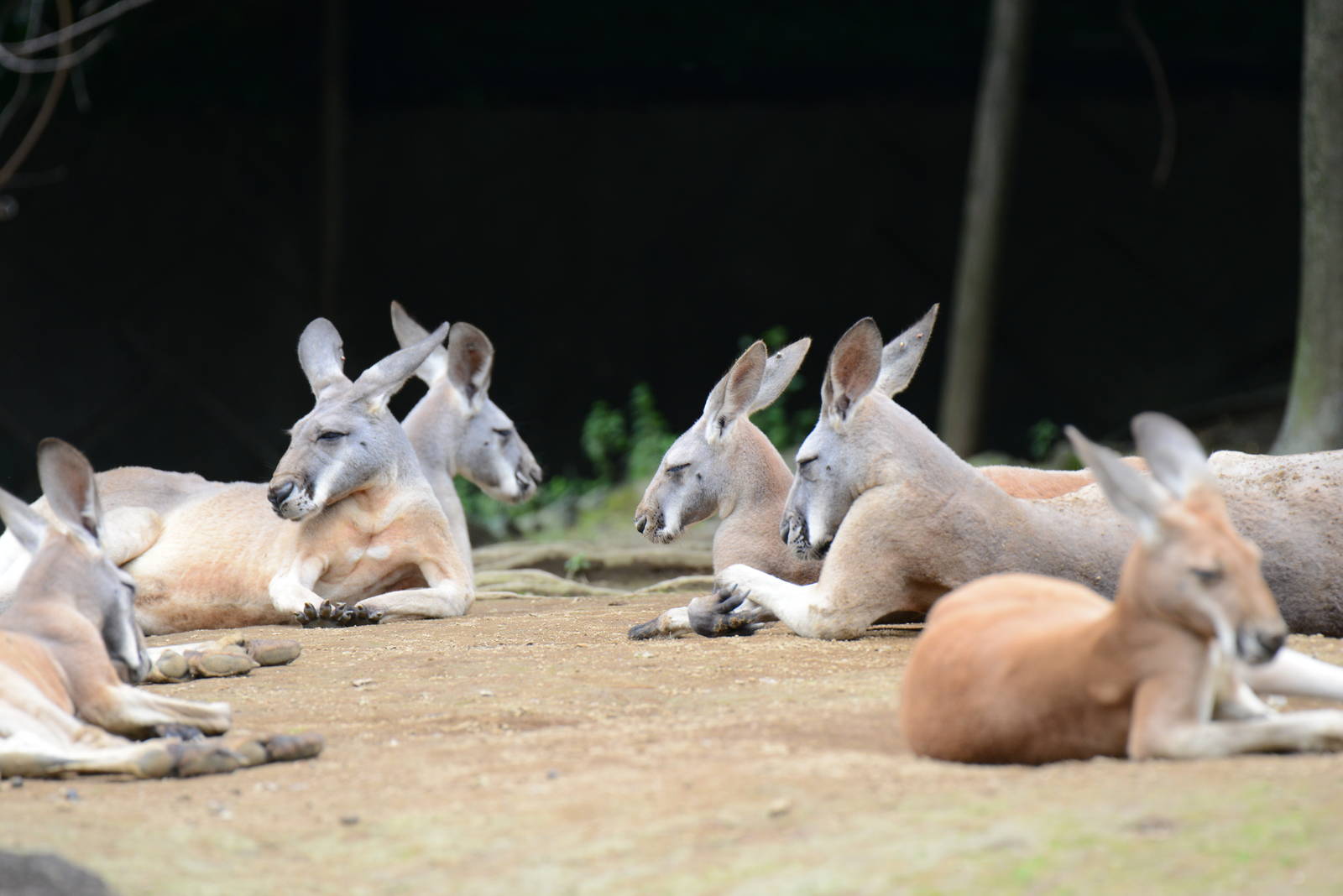 Red kangaroos