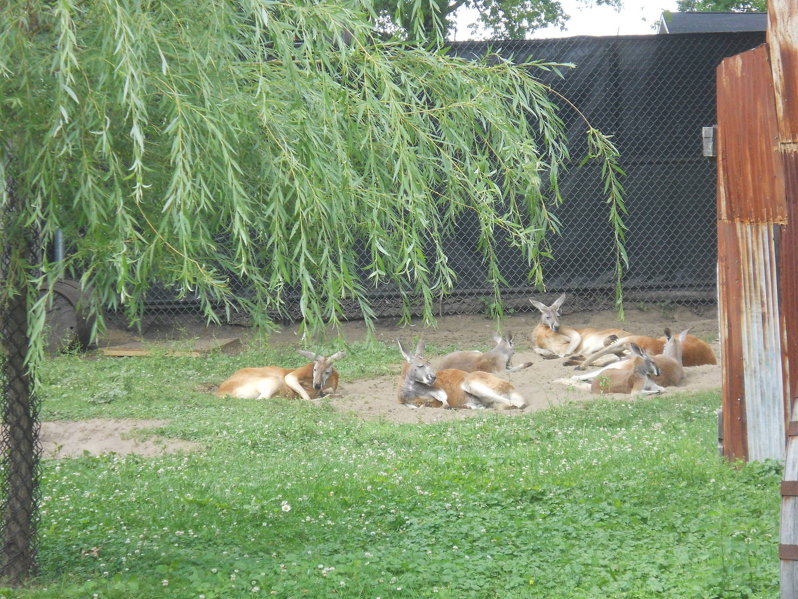 Red kangaroos