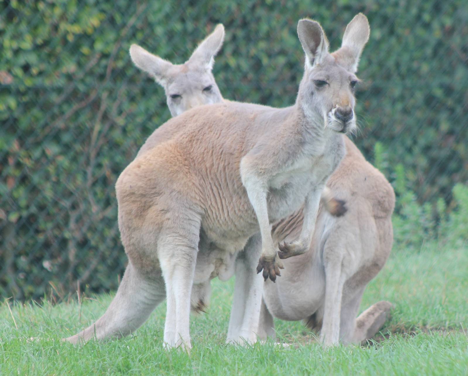 Red kangaroos