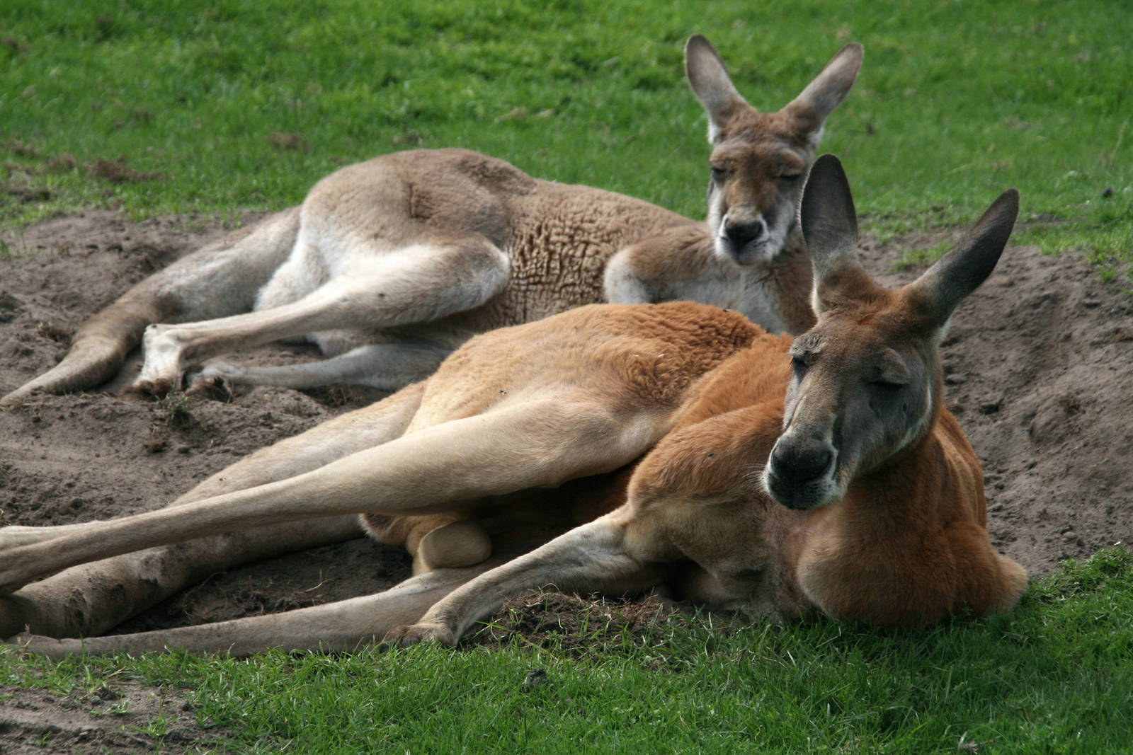 Red kangaroo's