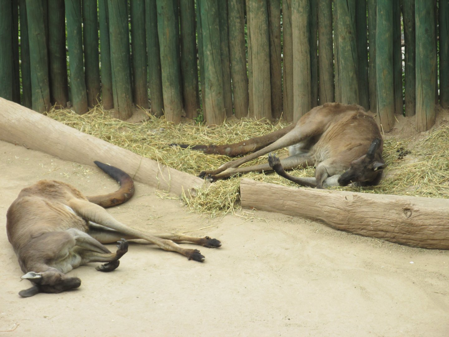 red kangaroos