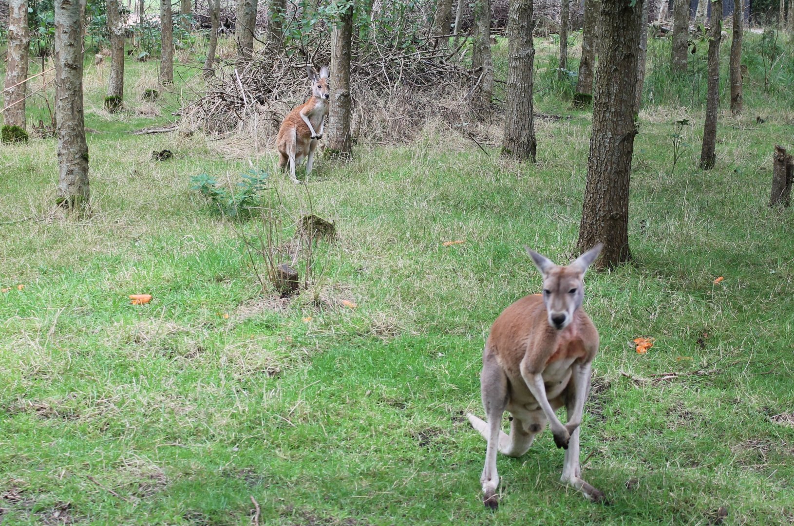 Red kangaroos