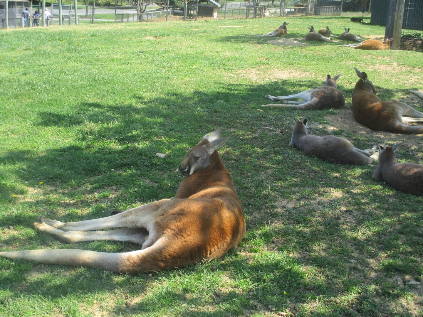 Red kangaroos