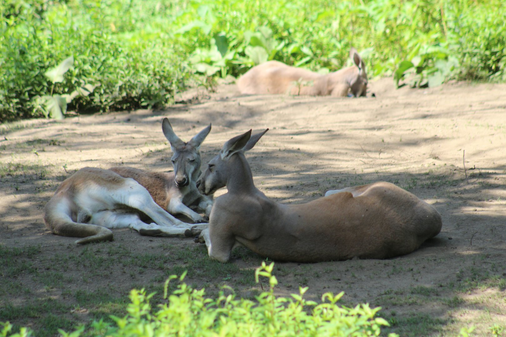 Red Kangaroos
