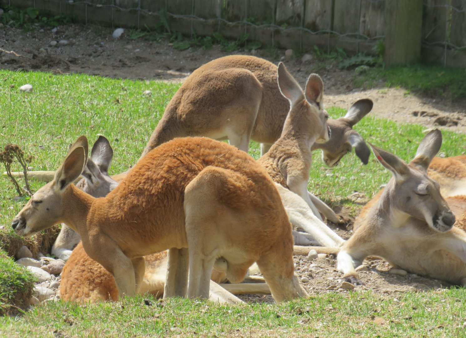 Red kangaroos