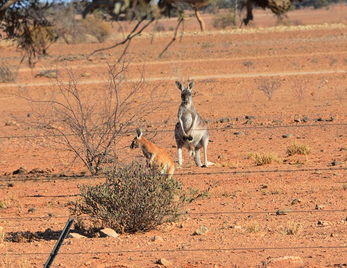Red kangaroos.
