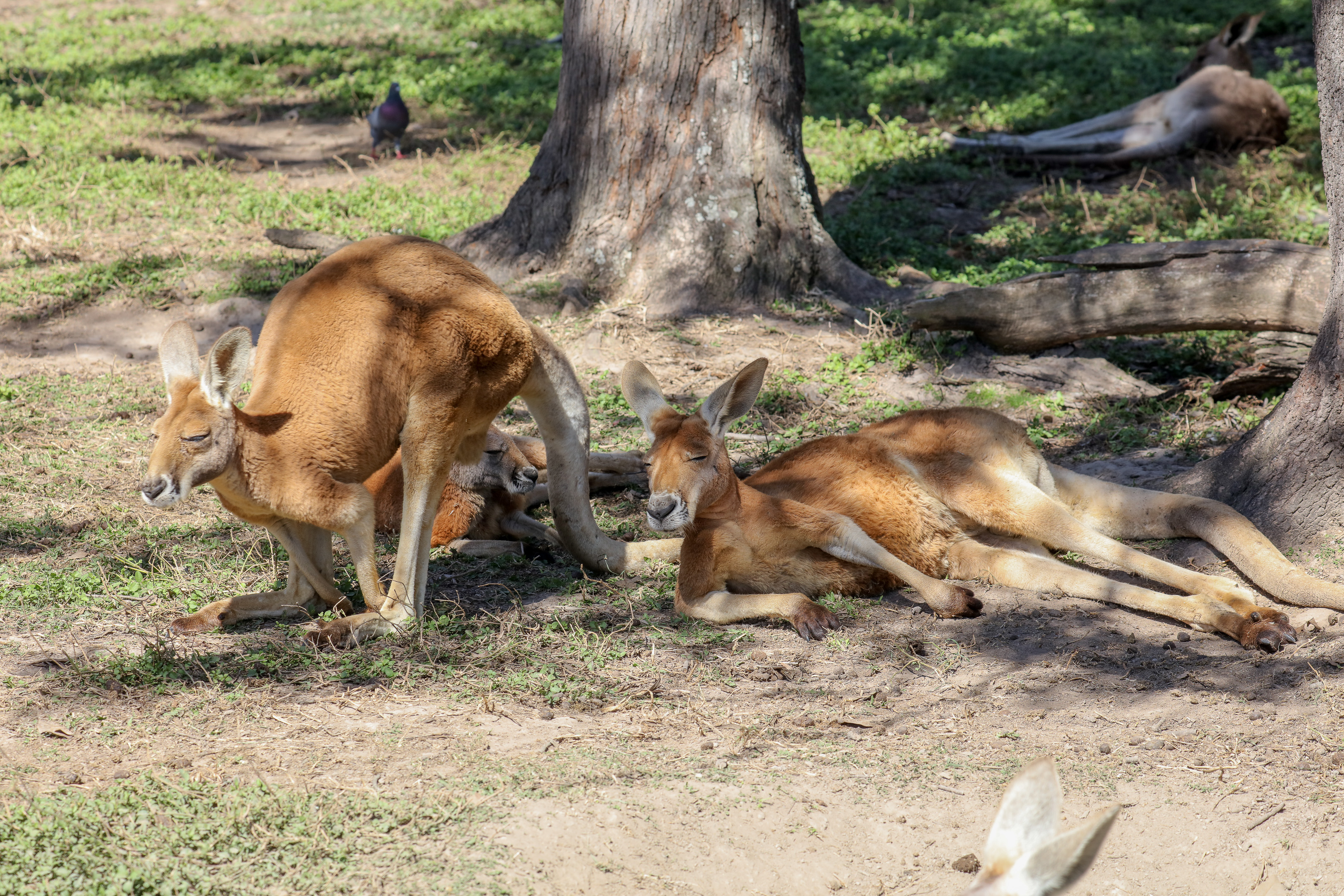 Red Kangaroos